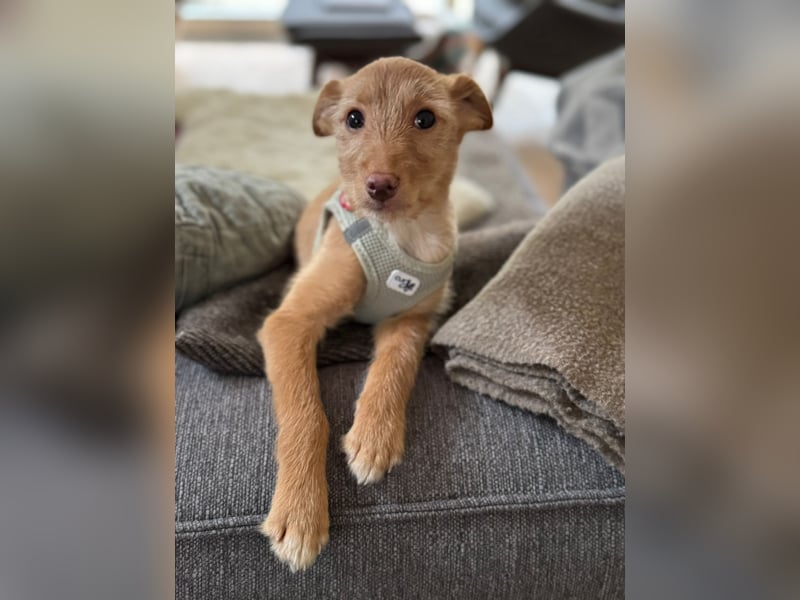 Ada, klein wild frech und wunderbar