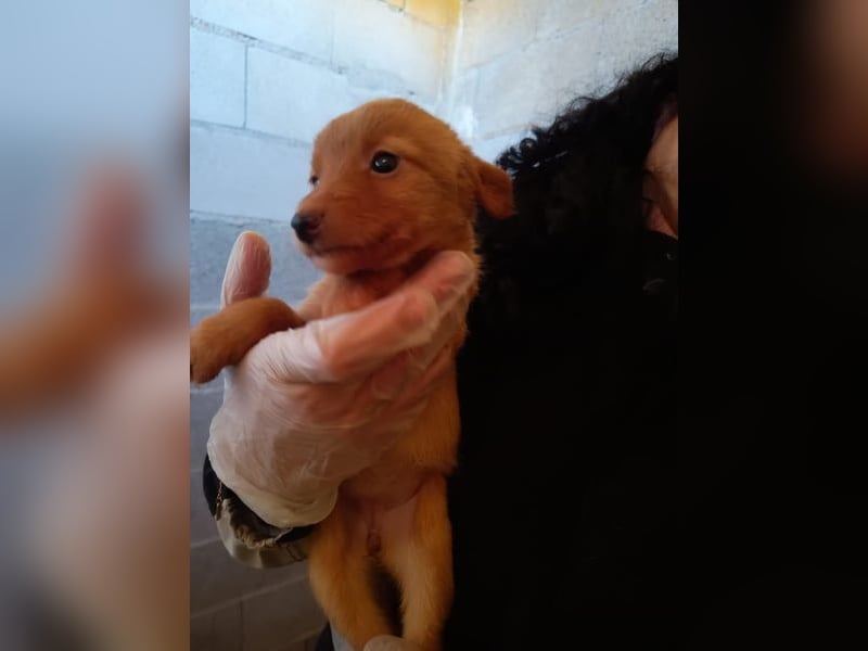 Ada, ein süßes Welpenmädchen