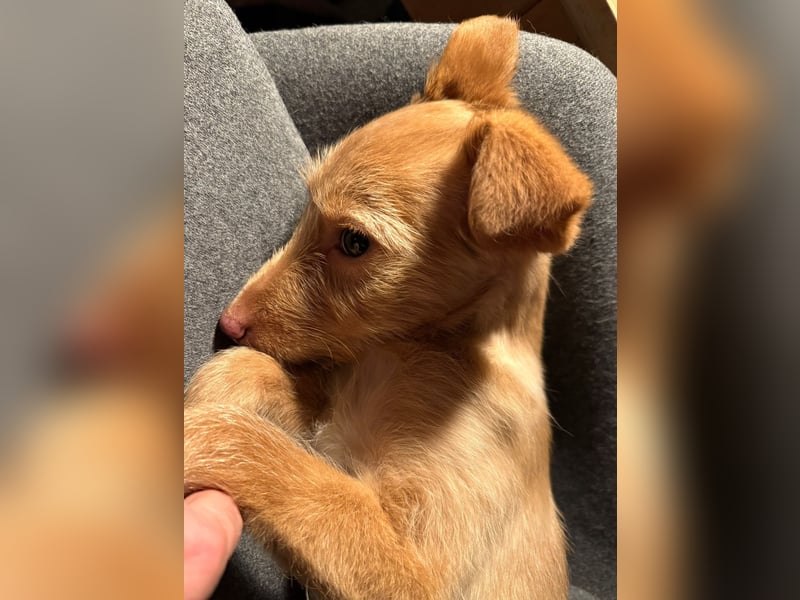 Ada, klein wild frech und wunderbar