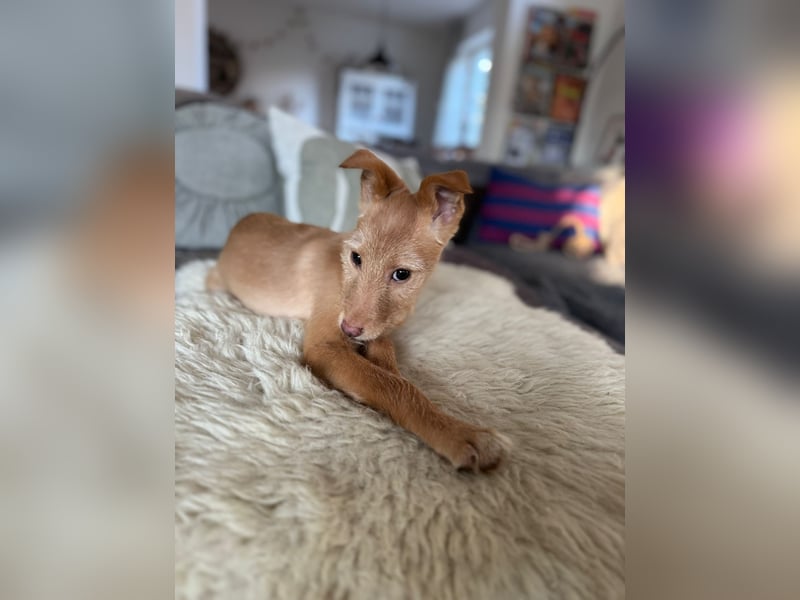 Ada, klein wild frech und wunderbar