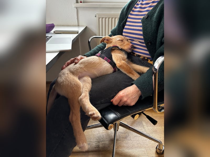 Ada, klein wild frech und wunderbar