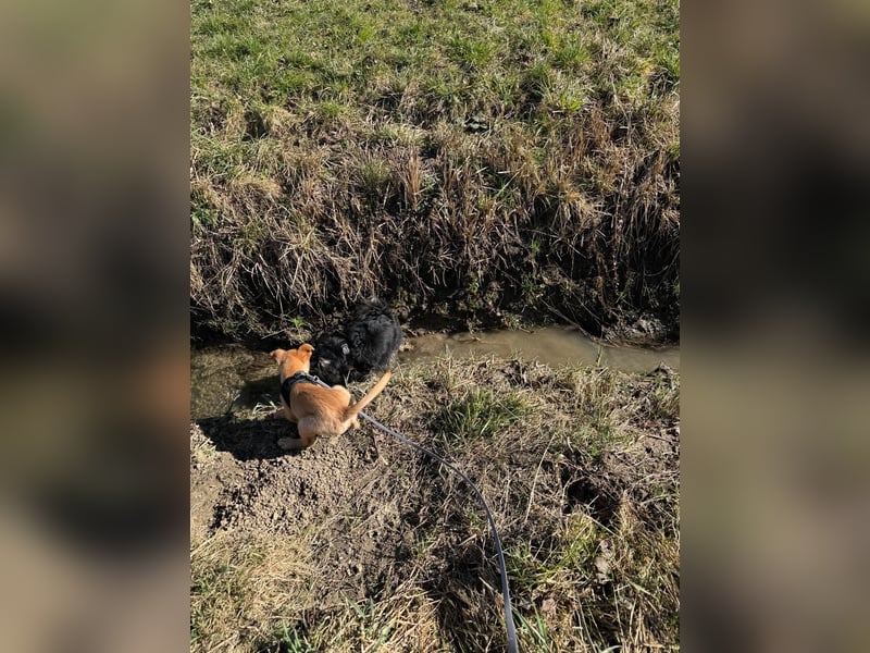 Ada, klein wild frech und wunderbar