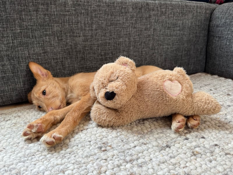 Ada, klein wild frech und wunderbar