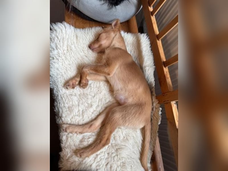 Ada, auf Familiensuche