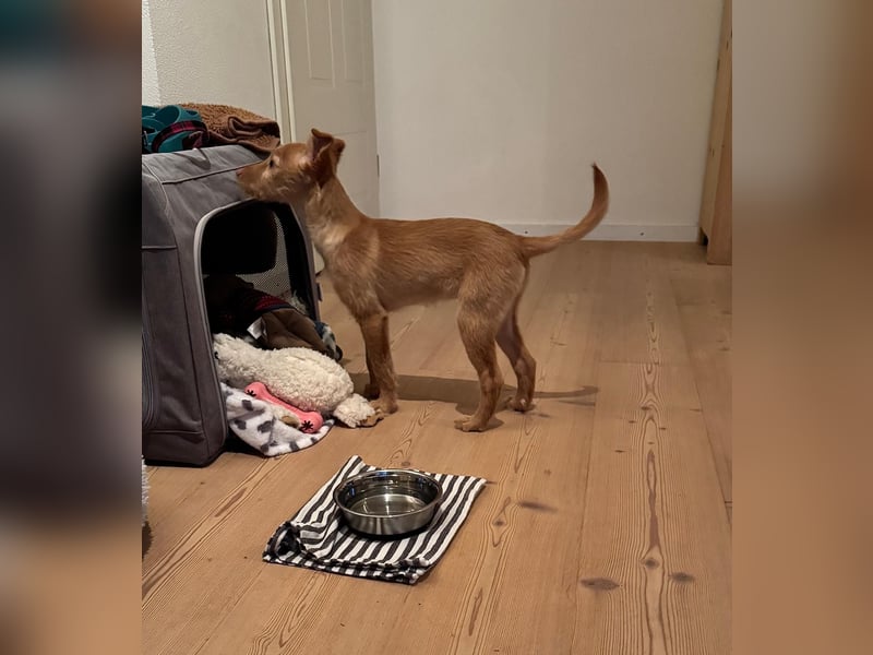 Ada, klein wild frech und wunderbar