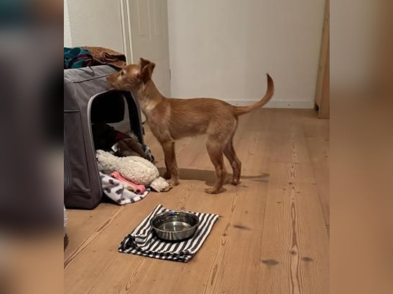 Ada, auf Familiensuche