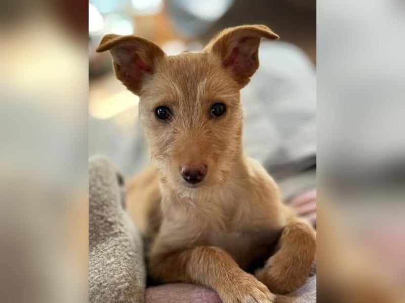 Ada, auf Familiensuche