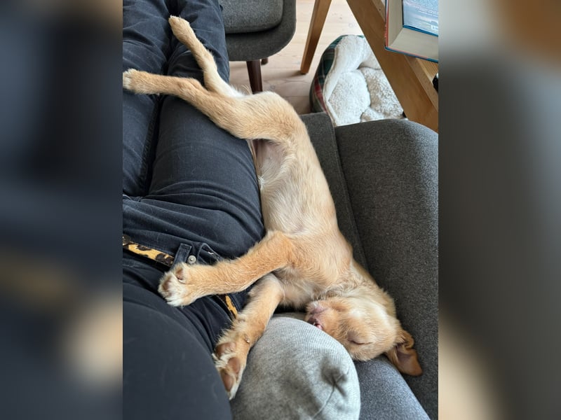 Ada, klein wild frech und wunderbar