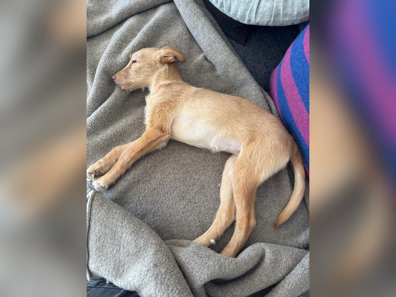 Ada, klein wild frech und wunderbar