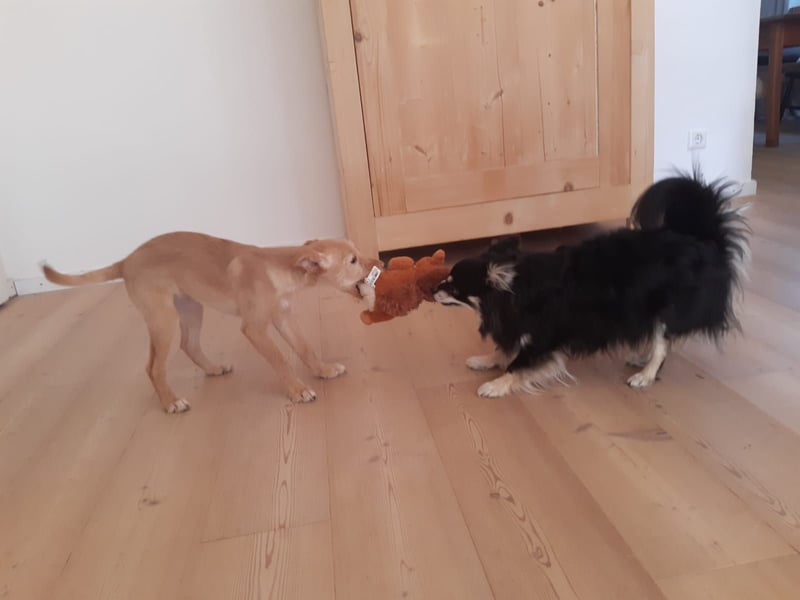 Ada, klein wild frech und wunderbar