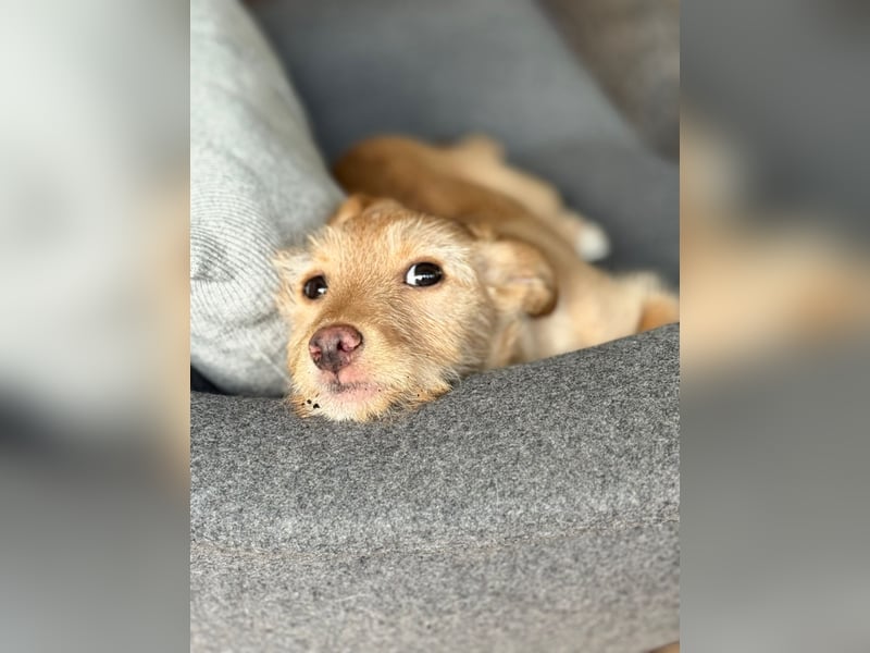 Ada, klein wild frech und wunderbar