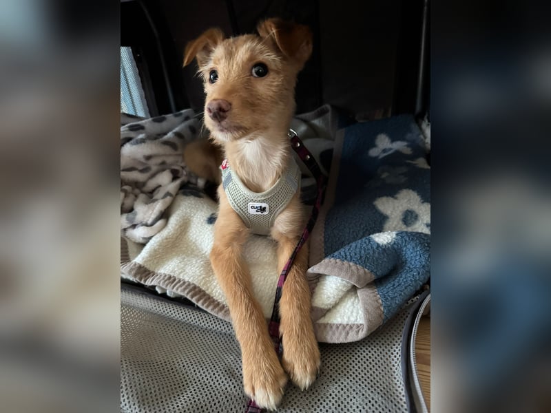 Ada, klein wild frech und wunderbar