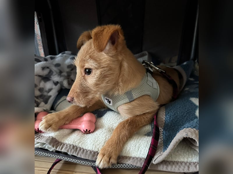 Ada, klein wild frech und wunderbar