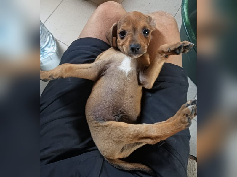 Divo der kleine Glückspilz