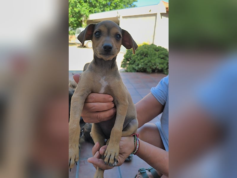 Divo - Ein kleiner Freund fürs große Glück