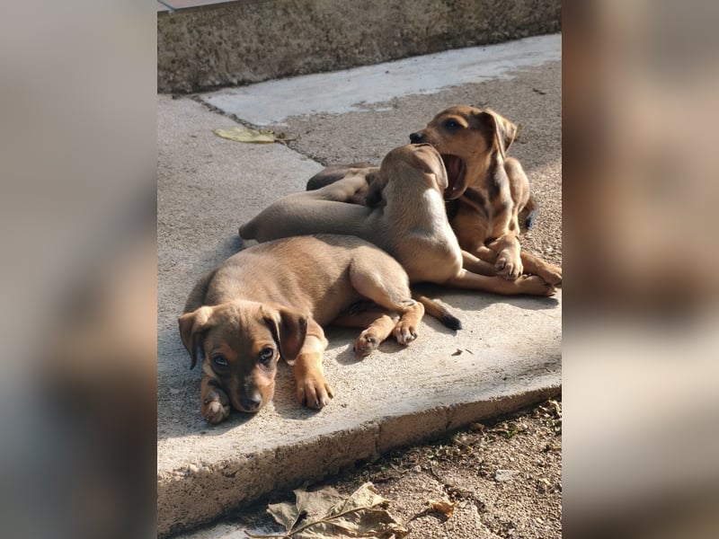 Divo - Ein kleiner Freund fürs große Glück