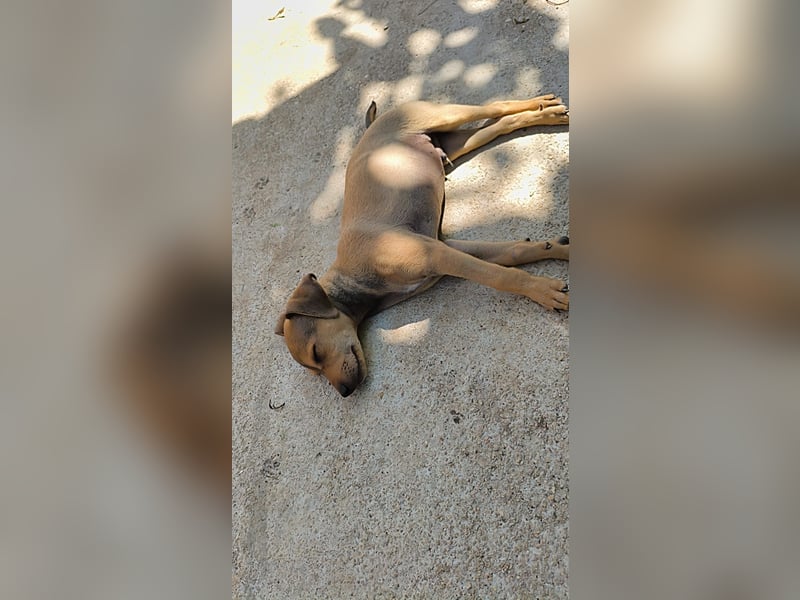 Divo - Ein kleiner Freund fürs große Glück