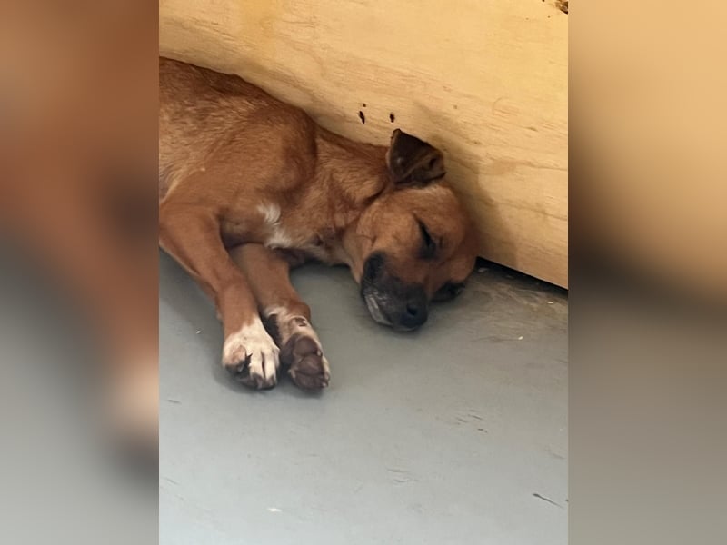 Laureta sucht ihr Für-immer-Zuhause ❤️