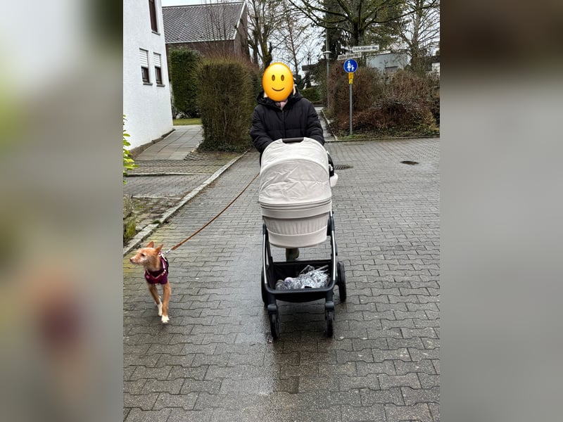 Valentina, eine bezaubernde junge Hündin