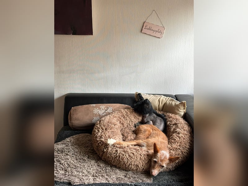 Valentina, eine bezaubernde junge Hündin