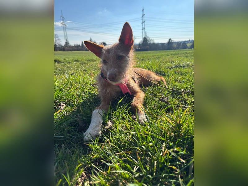 Valentina, eine bezaubernde junge Hündin