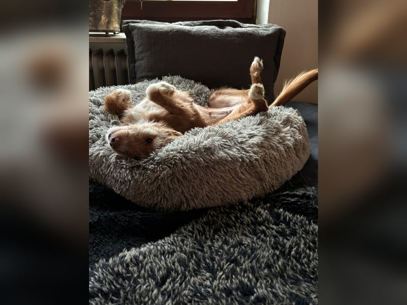 Valentina, eine bezaubernde junge Hündin