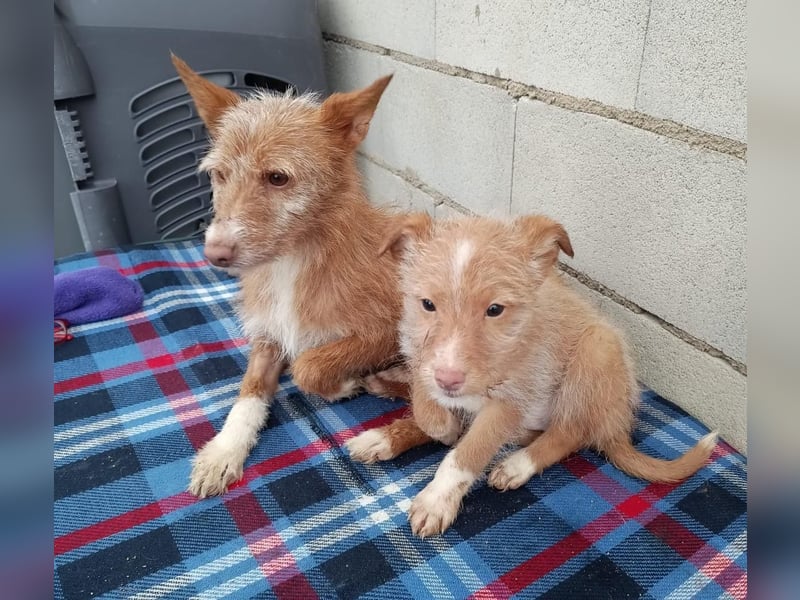 Valentina, eine bezaubernde junge Hündin