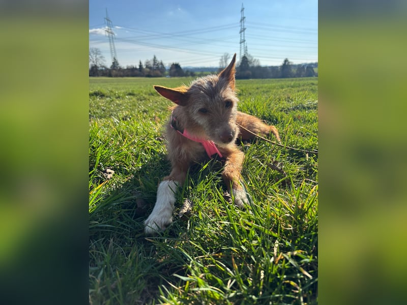 Valentina, eine bezaubernde junge Hündin