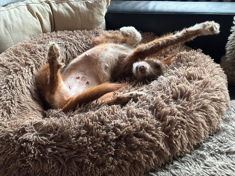 Valentina, eine bezaubernde junge Hündin