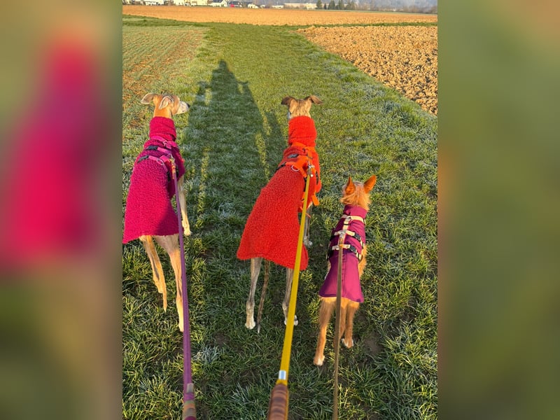 Valentina, eine bezaubernde junge Hündin