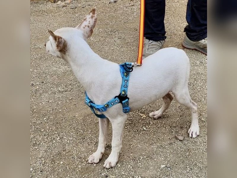Turron - verschmust, neugierig und freundlich