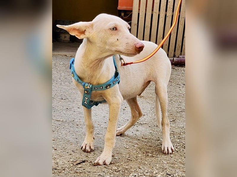 Turron - lernwillig, gerne anfassbar und verspielt