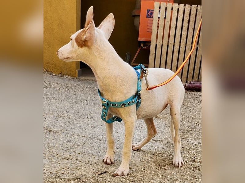 Turron - lernwillig, gerne anfassbar und verspielt