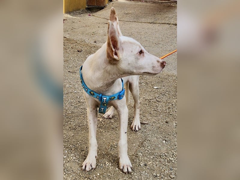 Bombon - zutraulich, lernwillig und offen / BEREITS IN DEUTSCHLAND