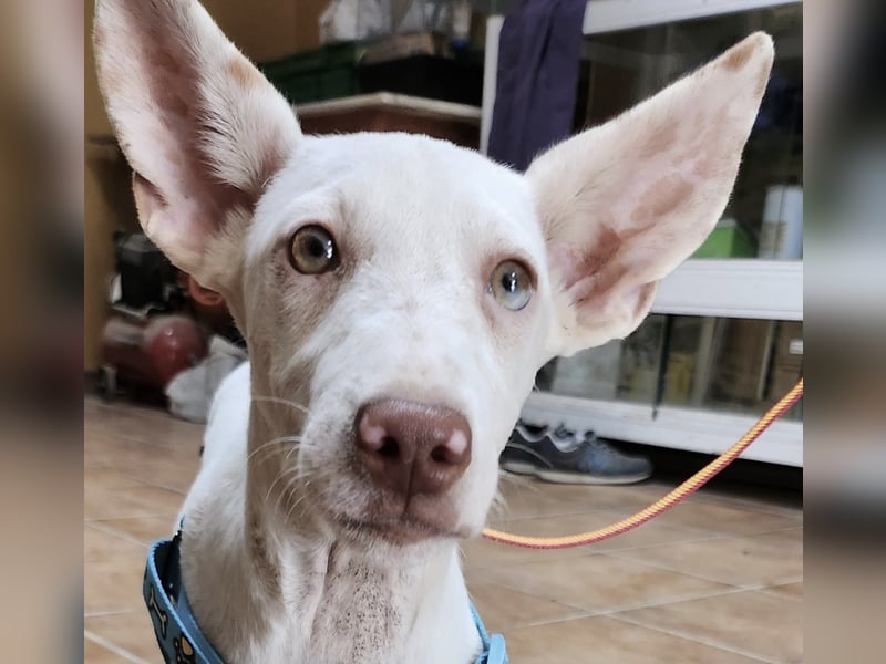 Turron - lernwillig, gerne anfassbar und verspielt