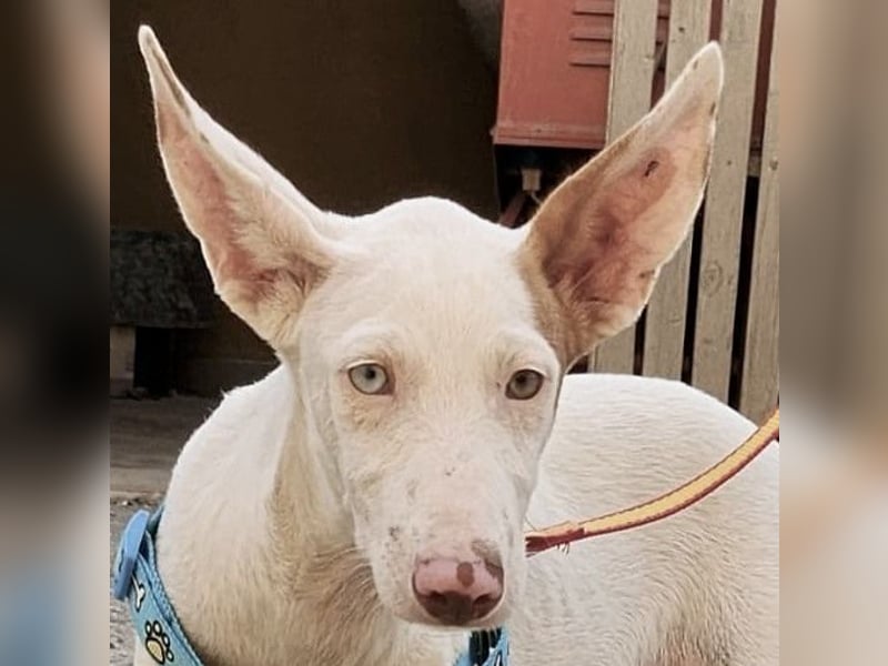 Bombon - zutraulich, lernwillig und offen / BEREITS IN DEUTSCHLAND