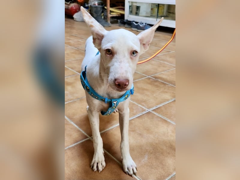 Turron - lernwillig, gerne anfassbar und verspielt