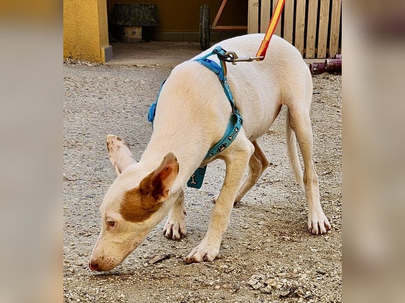 Bombon - zutraulich, lernwillig und offen / BEREITS IN DEUTSCHLAND