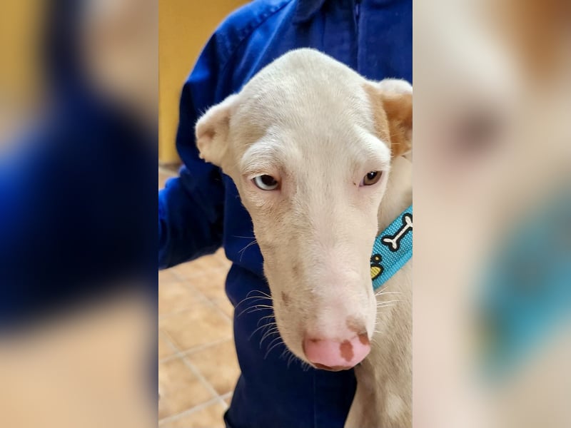 Bombon - zutraulich, lernwillig und offen / BEREITS IN DEUTSCHLAND