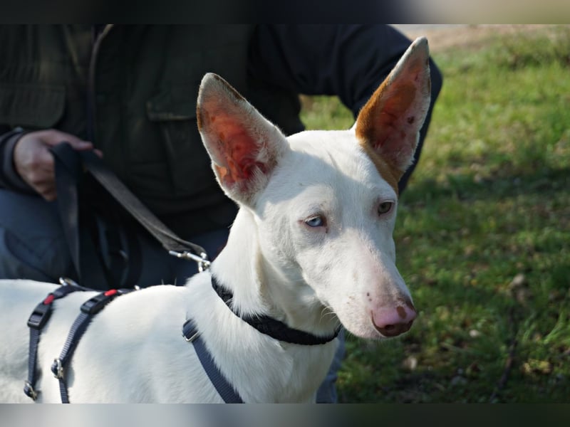 Bombon - zutraulich, lernwillig und offen / BEREITS IN DEUTSCHLAND