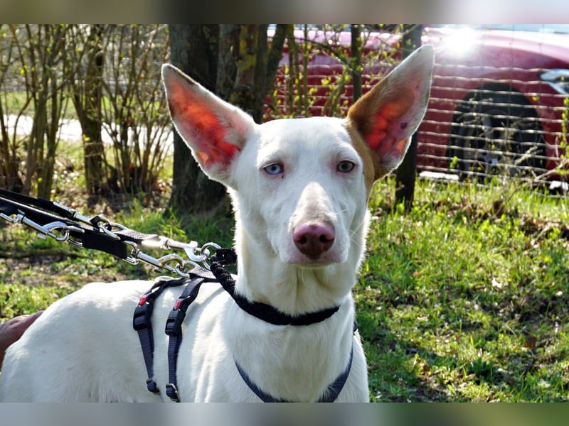 Bombon - zutraulich, lernwillig und offen / BEREITS IN DEUTSCHLAND