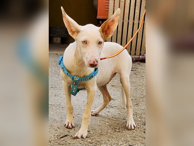 Bombon - zutraulich, lernwillig und offen / BEREITS IN DEUTSCHLAND