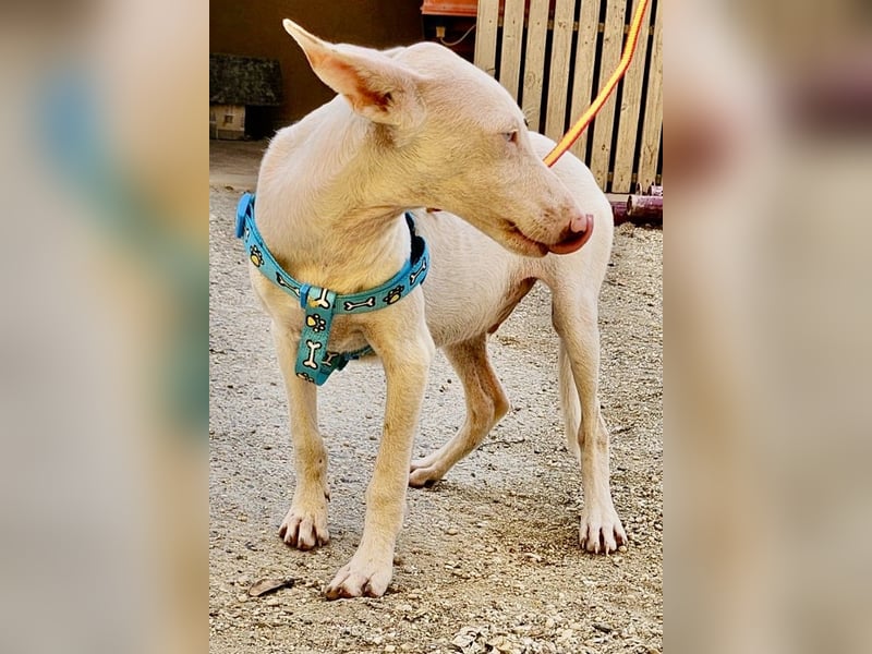 Bombon - zutraulich, lernwillig und offen / BEREITS IN DEUTSCHLAND