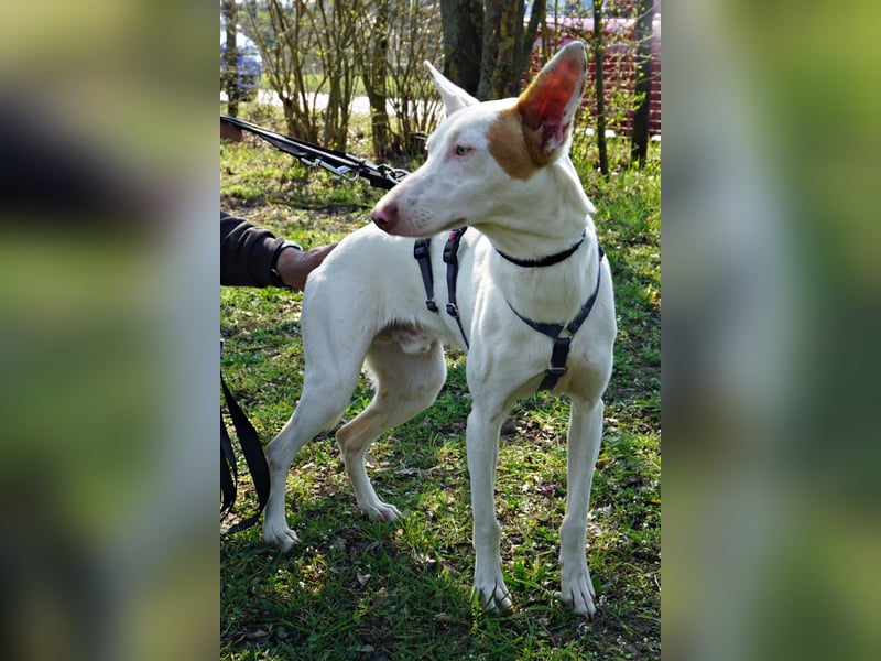 Bombon - zutraulich, lernwillig und offen / BEREITS IN DEUTSCHLAND