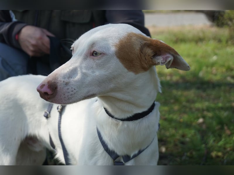 Bombon - zutraulich, lernwillig und offen / BEREITS IN DEUTSCHLAND