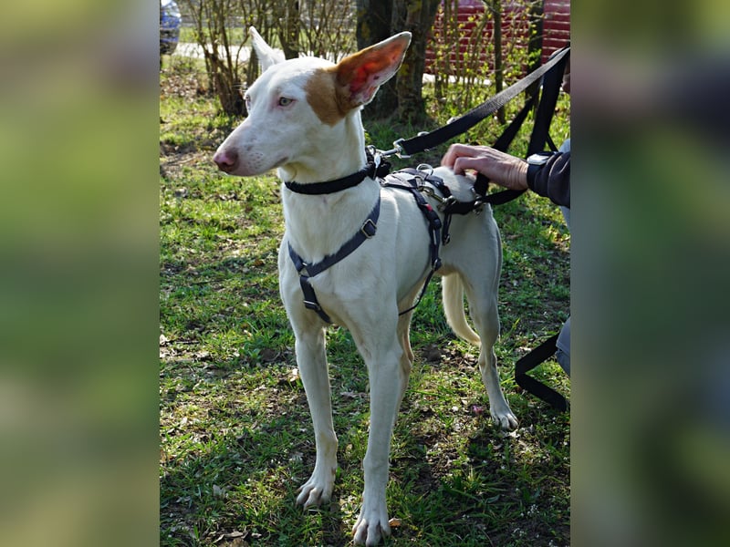 Bombon - zutraulich, lernwillig und offen / BEREITS IN DEUTSCHLAND