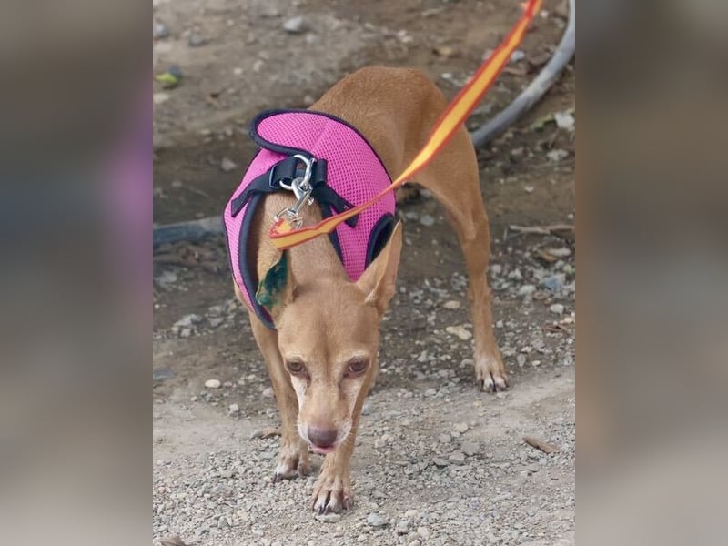 Flor - verschmust, aufmerksam und freundlich