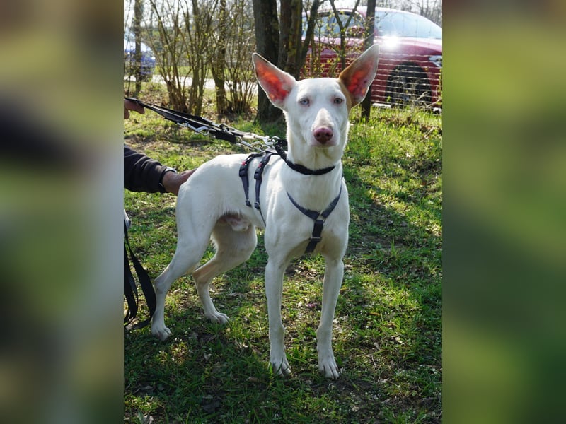 Bombon - zutraulich, lernwillig und offen / BEREITS IN DEUTSCHLAND