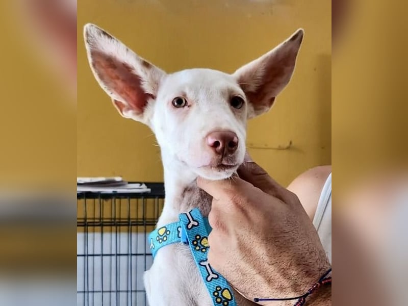 Turron - lernwillig, gerne anfassbar und verspielt