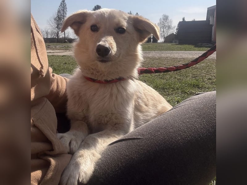 Tessa ein zartes Wesen